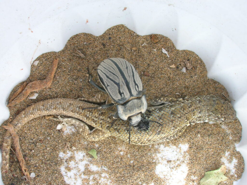 Gyriosomus elongatus. Créditos: Laboratorio de Entomología Ecológica (LEULS), Universidad de La Serena.