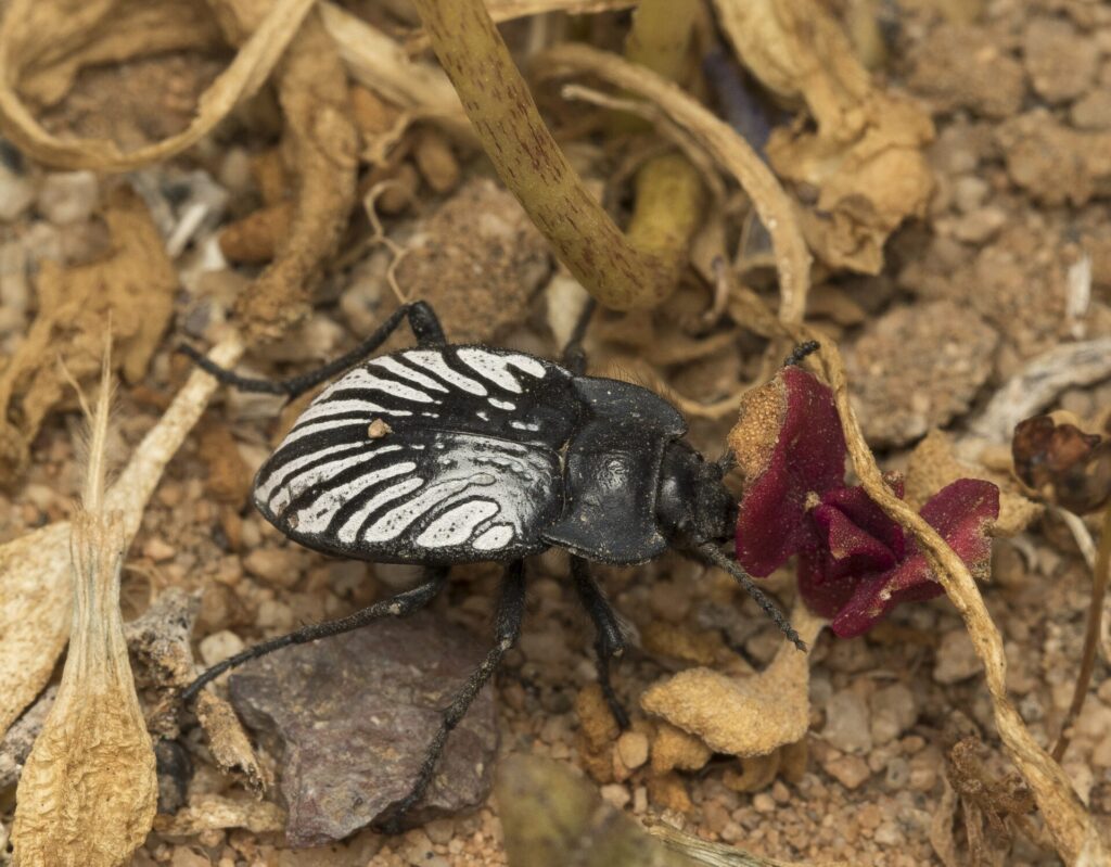 Gyriosomus kingi. Créditos: cortesía de Pablo Pinto y Álvaro Zúñiga-Reinoso (coautores del estudio en Systematic Entomology).