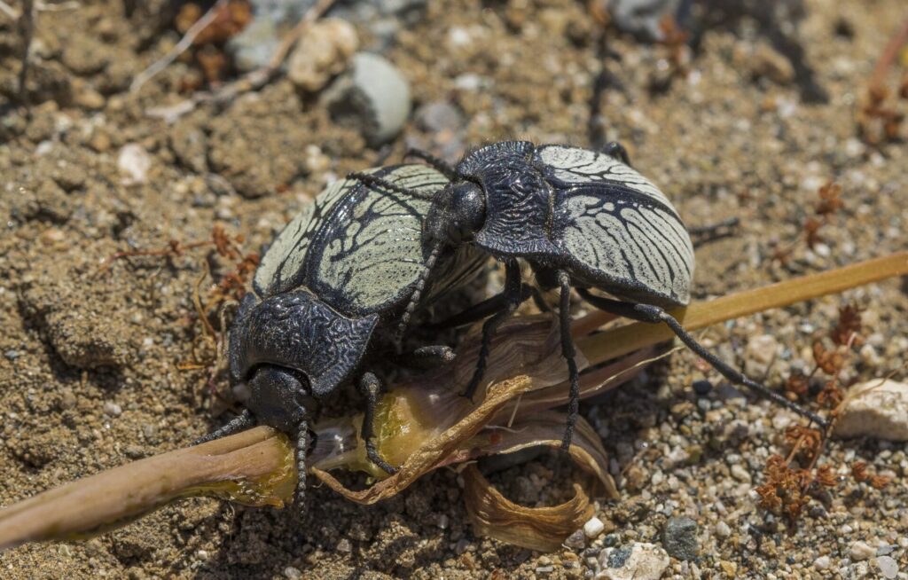 Gyriosomus multigranulosus. Créditos: cortesía de Pablo Pinto y Álvaro Zúñiga-Reinoso (coautores del estudio en Systematic Entomology).