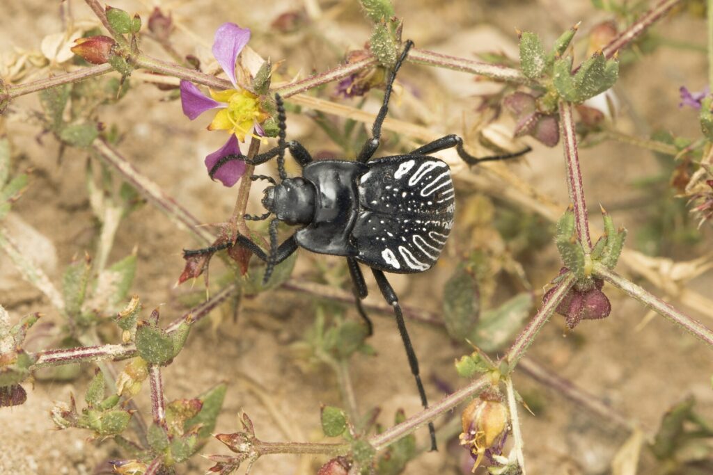 Gyriosomus penai. Créditos: cortesía de Pablo Pinto y Álvaro Zúñiga-Reinoso (coautores del estudio en Systematic Entomology).