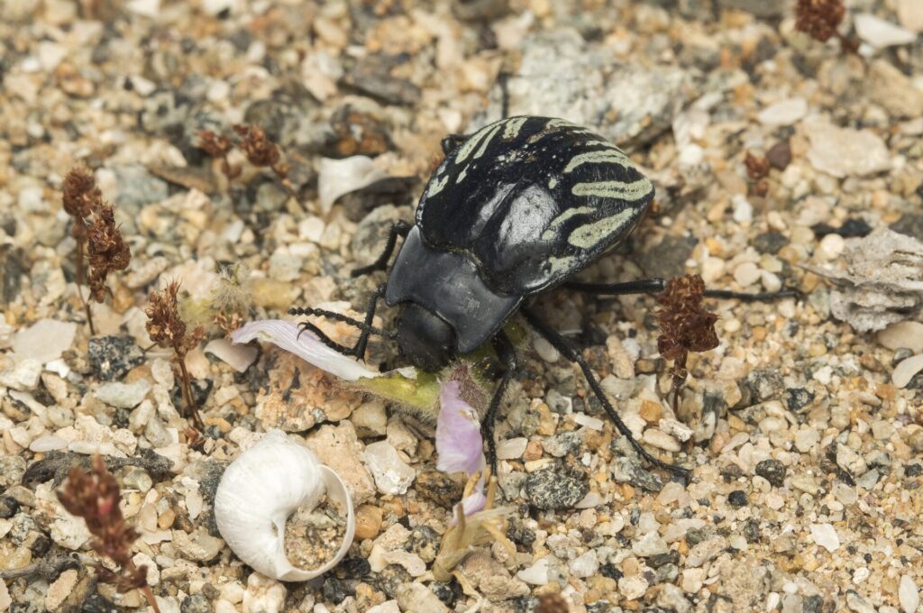 Gyriosomus planicollis. Créditos: cortesía de Pablo Pinto y Álvaro Zúñiga-Reinoso (coautores del estudio en Systematic Entomology).
