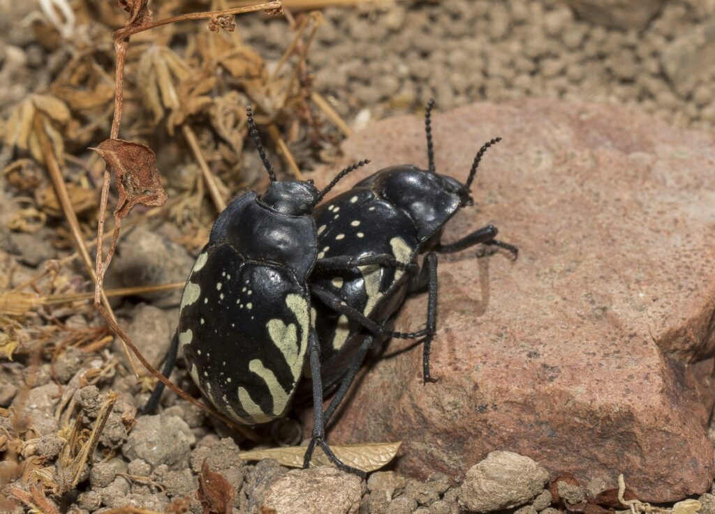 Gyriosomus reedi. Créditos: cortesía de Pablo Pinto y Álvaro Zúñiga-Reinoso (coautores del estudio en Systematic Entomology).
