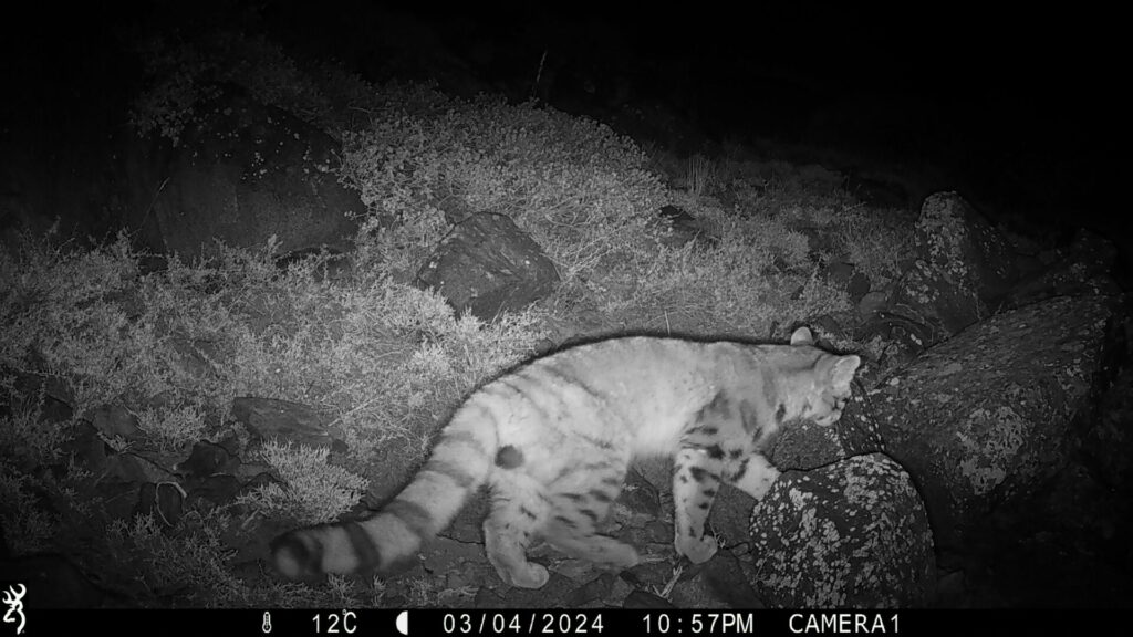 Gato andino. Créditos: Alianza Gato Andino.