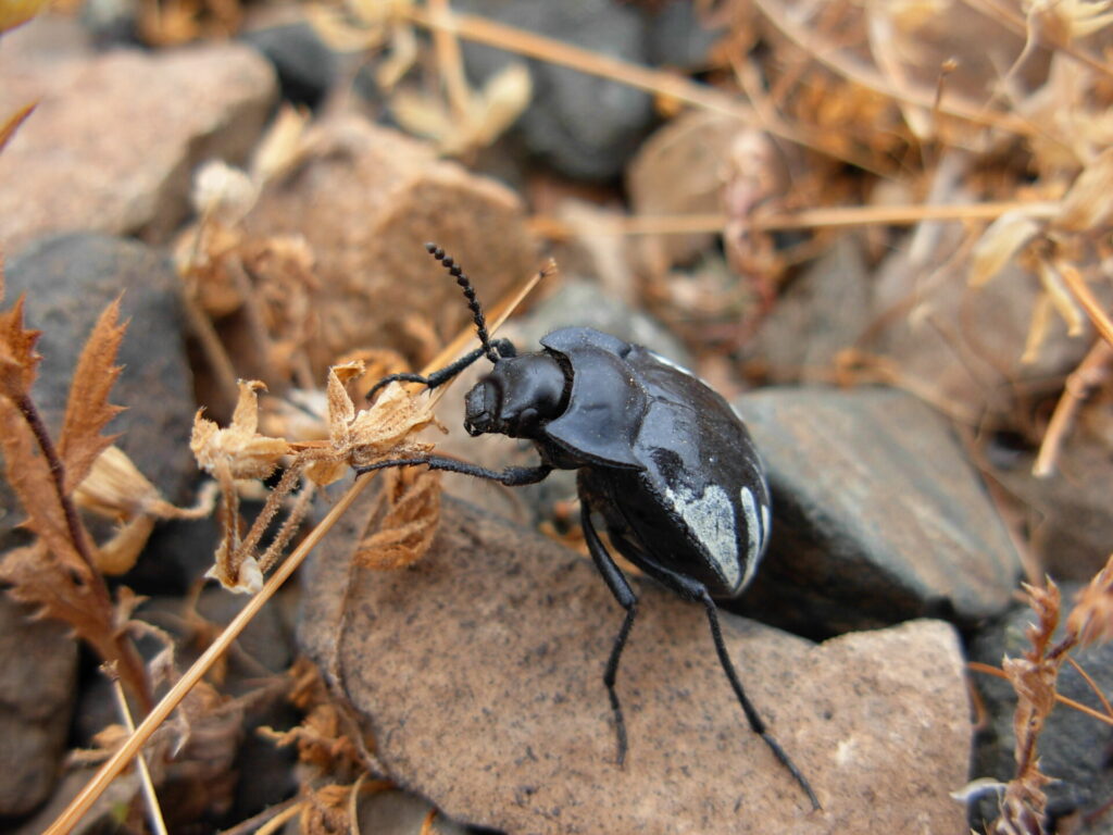Gyriosomus barriai. Créditos: Laboratorio de Entomología Ecológica (LEULS), Universidad de La Serena.