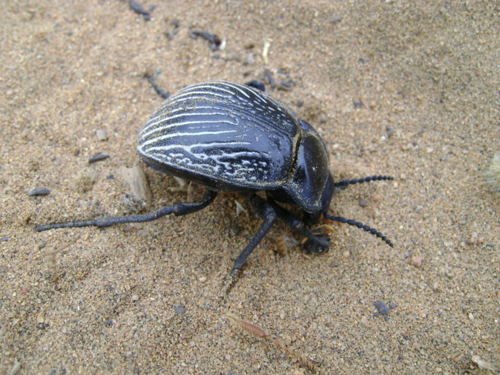 Gyriosomus bridgesi. Créditos: Laboratorio de Entomología Ecológica (LEULS), Universidad de La Serena.