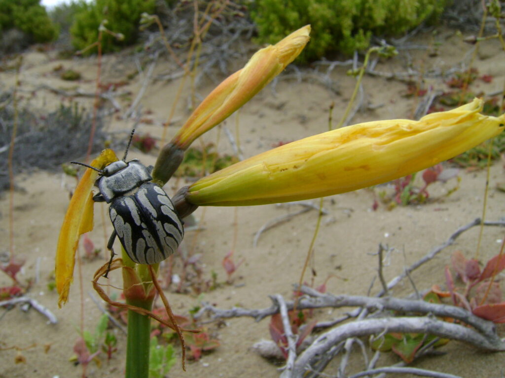 Gyriosomus elongatus comiendo añañuca. Créditos: Laboratorio de Entomología Ecológica (LEULS), Universidad de La Serena.