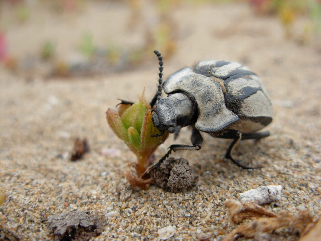 Gyriosomus elongatus. Créditos: Laboratorio de Entomología Ecológica (LEULS), Universidad de La Serena.