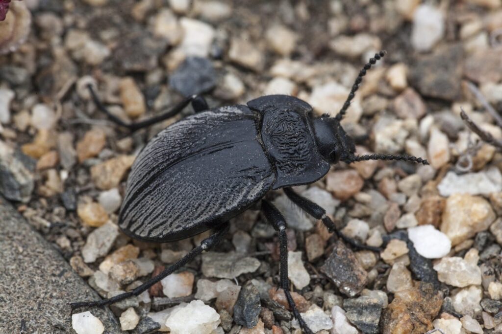 Gyriosomus granulipennis. Créditos: Laboratorio de Entomología Ecológica (LEULS), Universidad de La Serena.