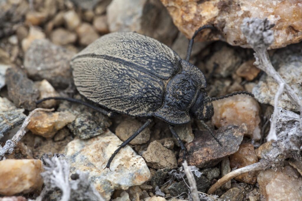 Gyriosomus granulipennis. Créditos: Laboratorio de Entomología Ecológica (LEULS), Universidad de La Serena.
