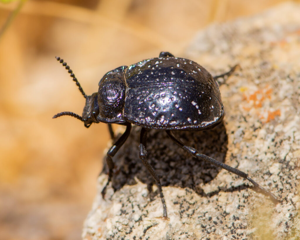 Gyriosomus maculatus. Créditos: Nicolás Villaseca Merino.