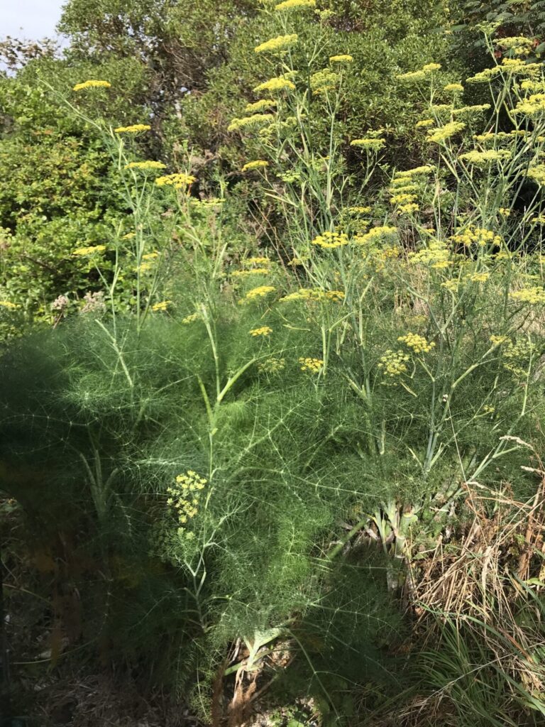 Hinojo silvestre (Foeniculum vulgare). Créditos: ©Allie Schiltmeyer