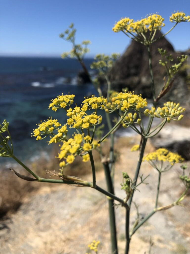Hinojo silvestre (Foeniculum vulgare). Créditos: ©Allie Schiltmeyer