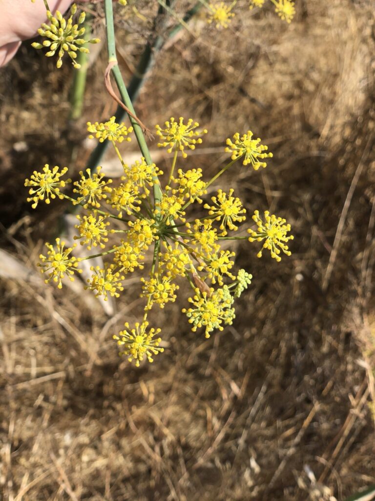 Hinojo silvestre (Foeniculum vulgare). Créditos: ©sstudebaker - INaturalist