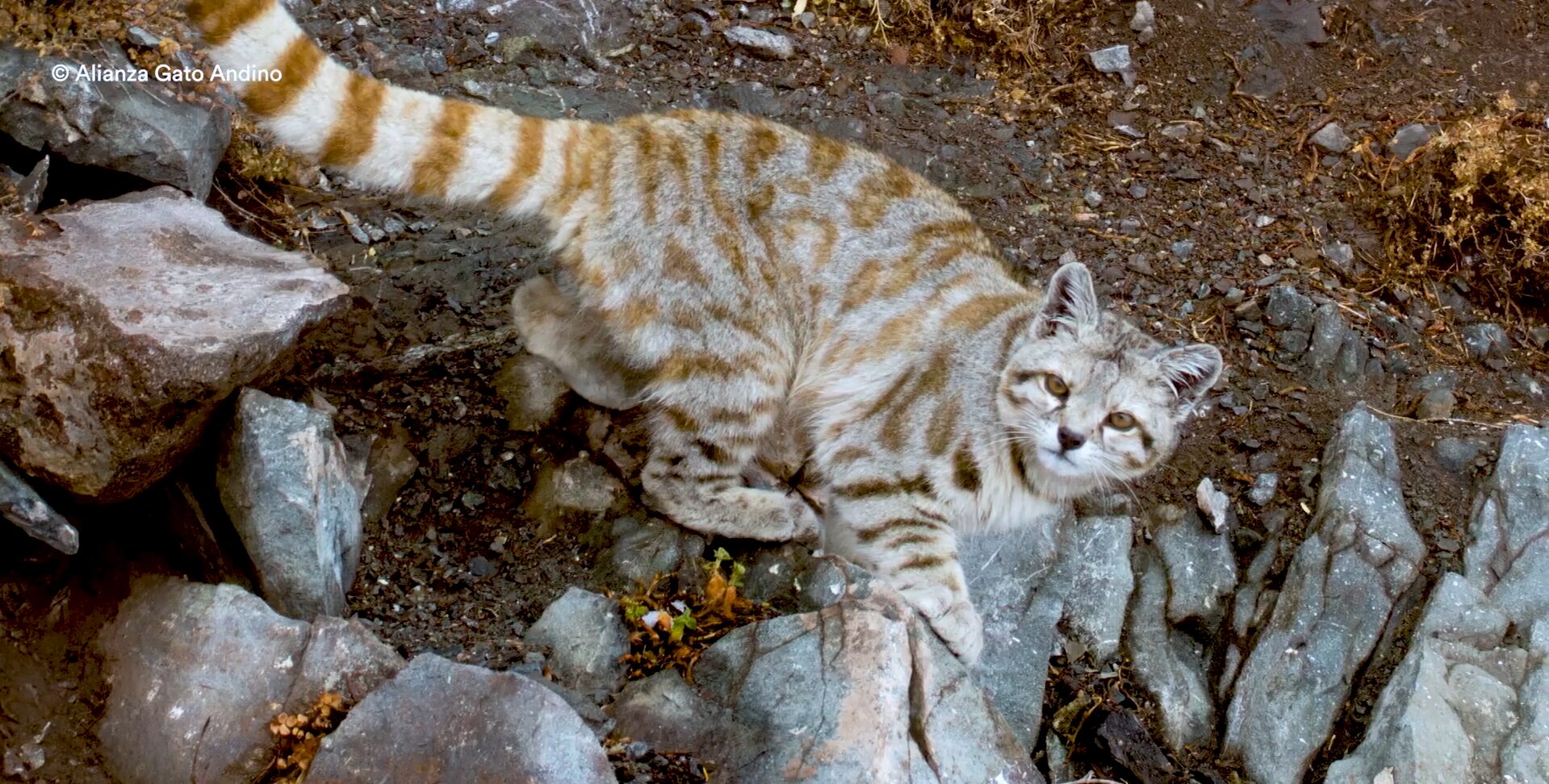 Gato andino, el sagrado y amenazado “fantasma de Los Andes”