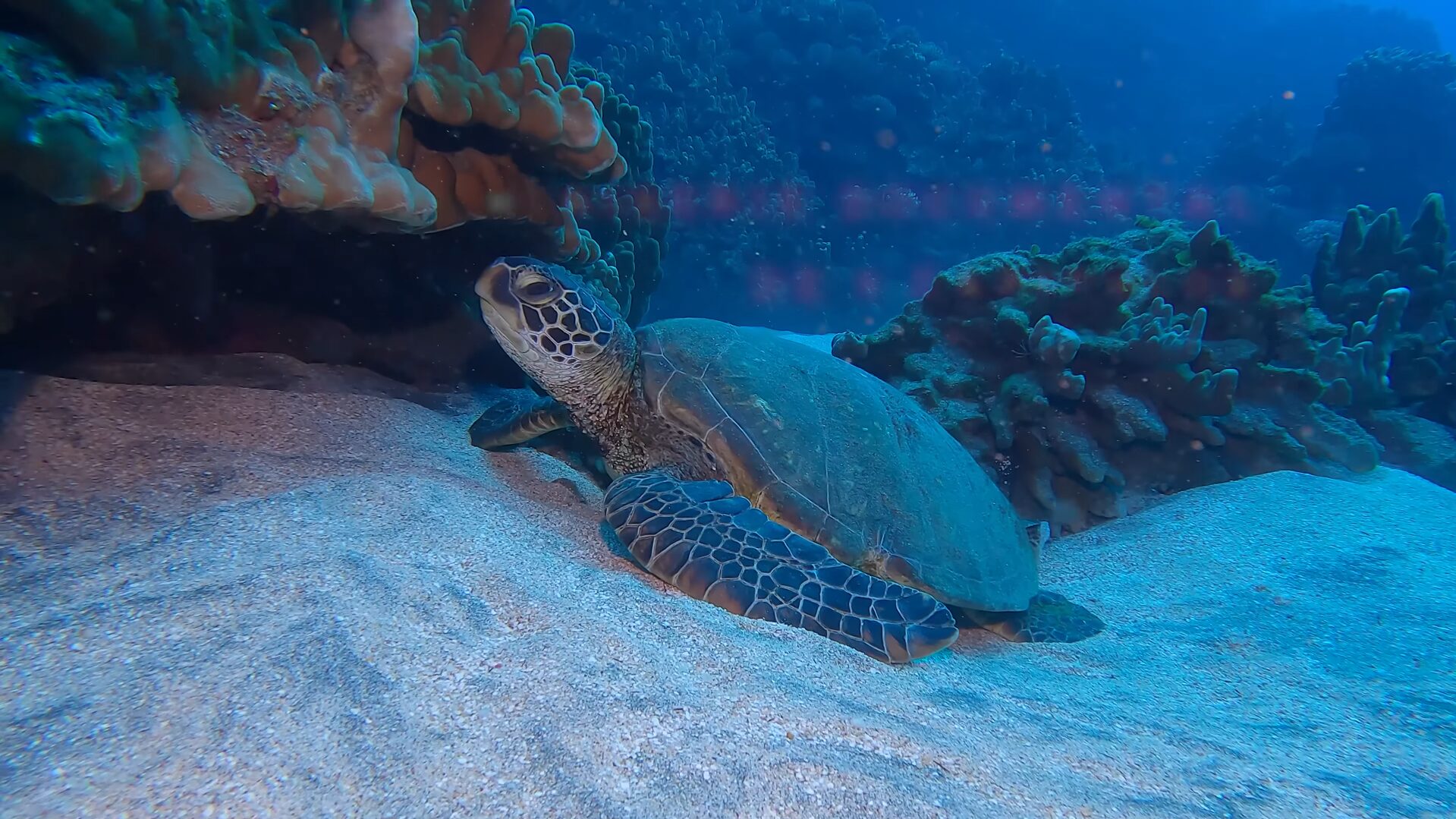 Conoce la nueva mini serie documental de Tortugas de Rapa Nui