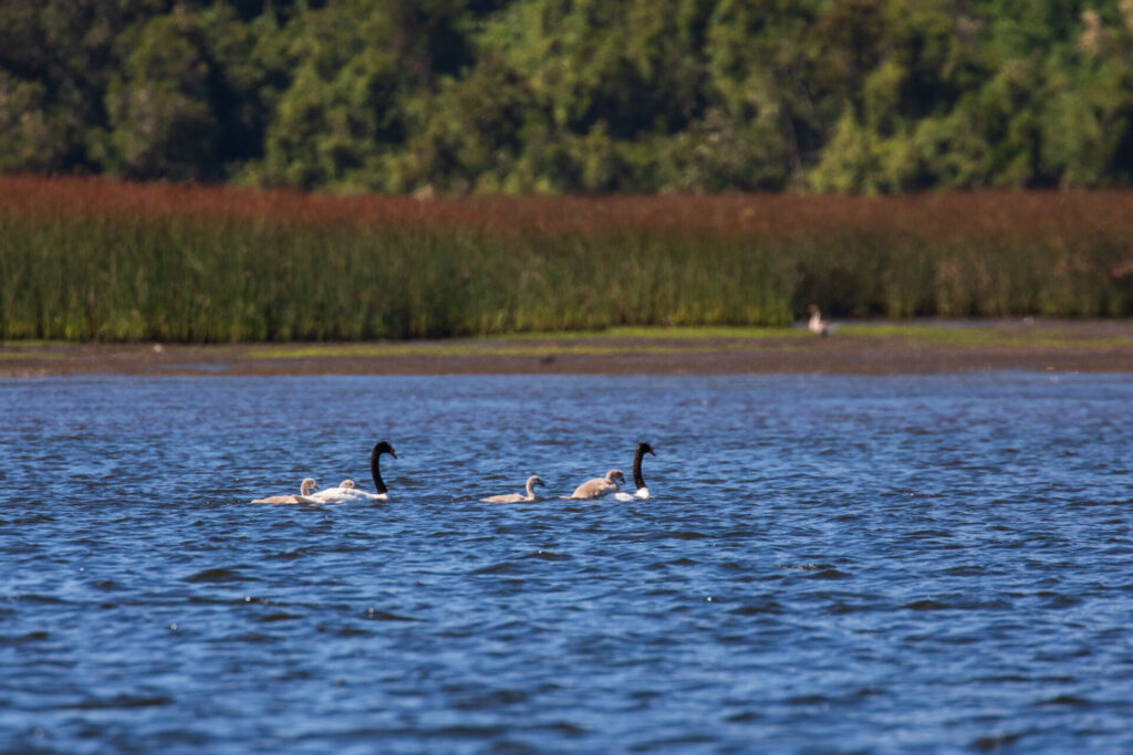 Créditos: Sernatur Región de Los Lagos
