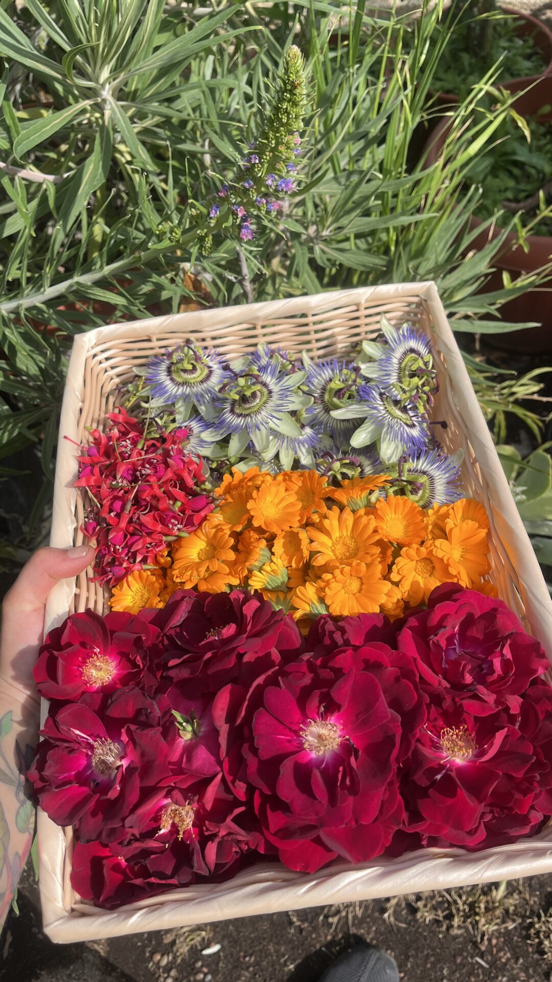 Las flores comestibles, una tendencia que se amplía: ¿Cuáles son sus beneficios y cuáles puedes incorporar en tu cocina?