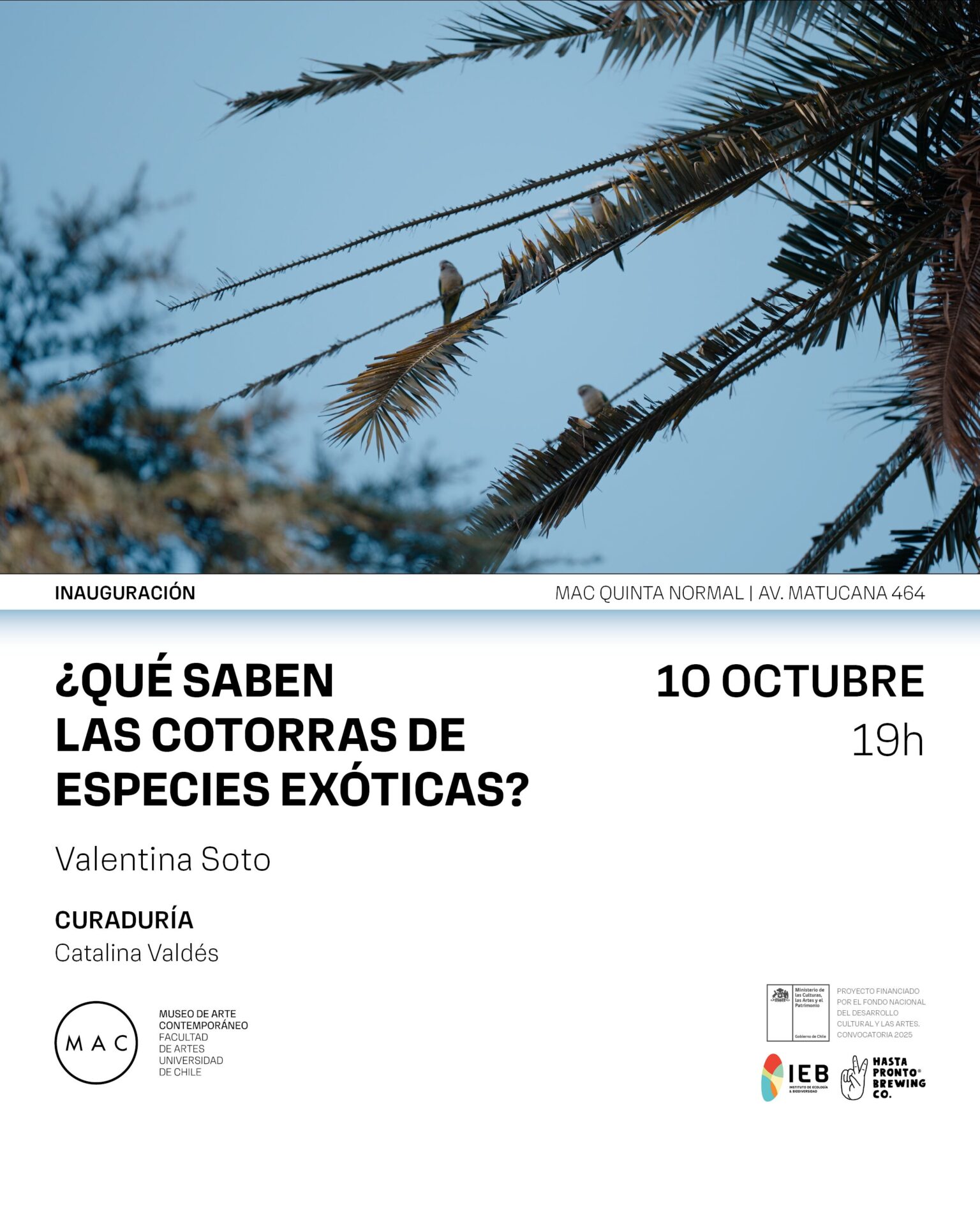 ¿Qué saben las cotorras de especies exóticas? Exposición de Valentina Soto en MAC Quinta Normal