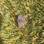 Itylos titicaca Hugo Benitez INaturalist