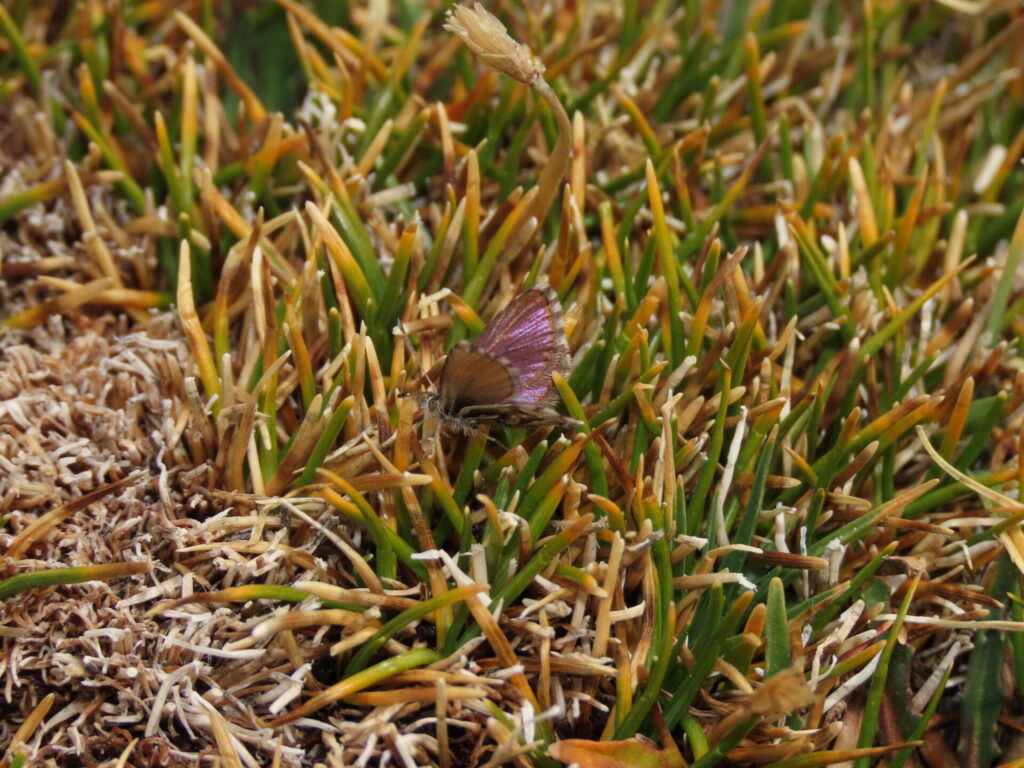 Itylos titicaca Nicolás Lavandero INaturalist
