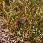 Itylos titicaca Nicolás Lavandero INaturalist