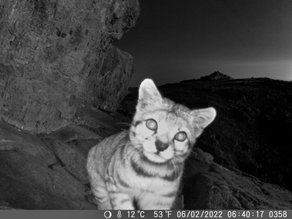 Primer registro de gato Andino en la cordillera de la Costa. Créditos: Felinos Cero Caqui.