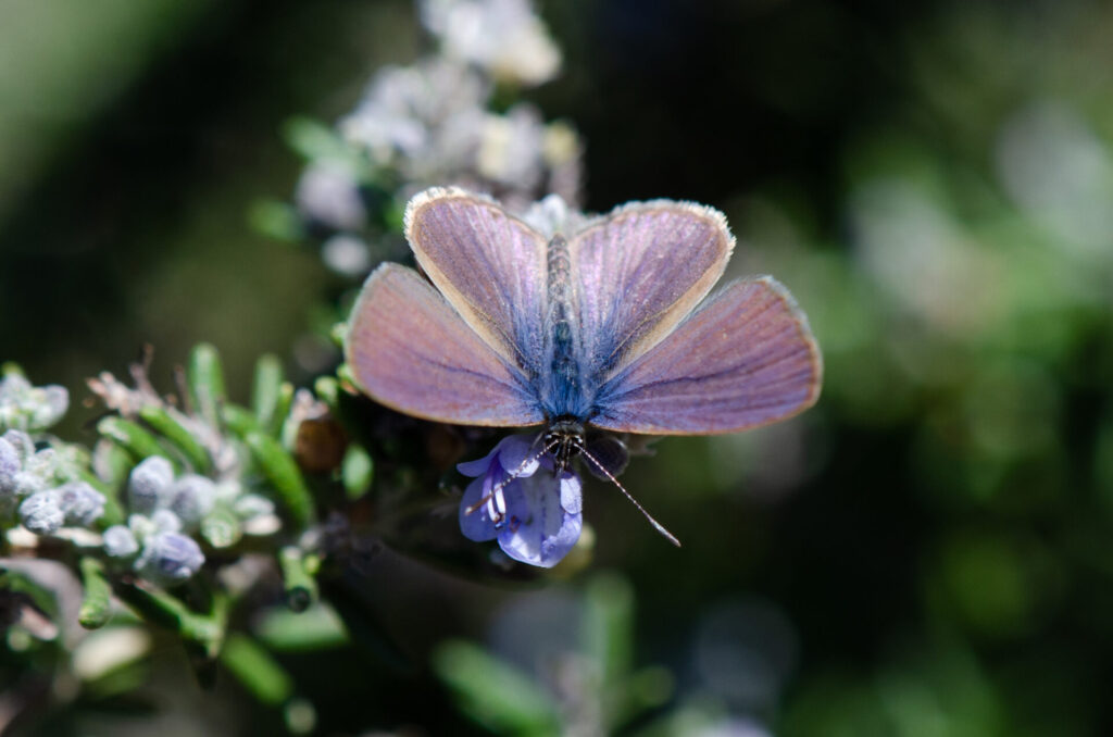 Licena del Tamarugo Gabriela Germain Fonck INaturalist