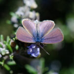 Licena del Tamarugo Gabriela Germain Fonck INaturalist
