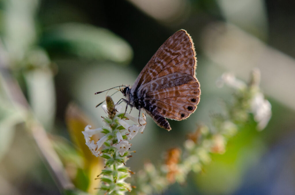 Licena del Tamarugo Gabriela Germain Fonck INaturalist2