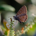 Licena del Tamarugo Gabriela Germain Fonck INaturalist2