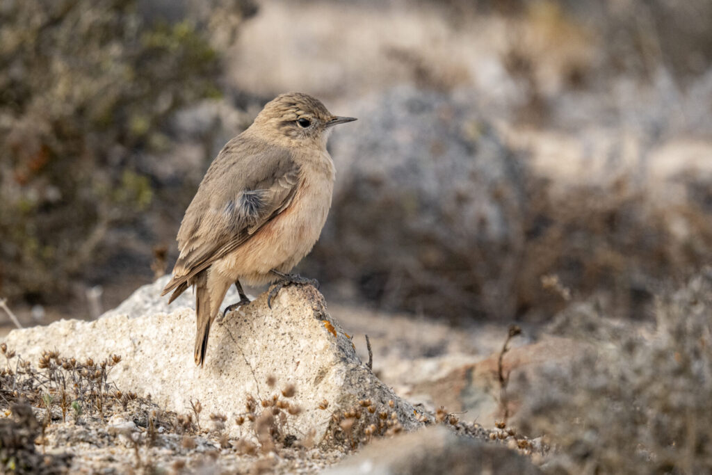 Viudita (Colorhamphus parvirostris). Desierto Florido 2025 - Parque Nacional Llanos de Challe. Créditos: ©Benjamín Valenzuela