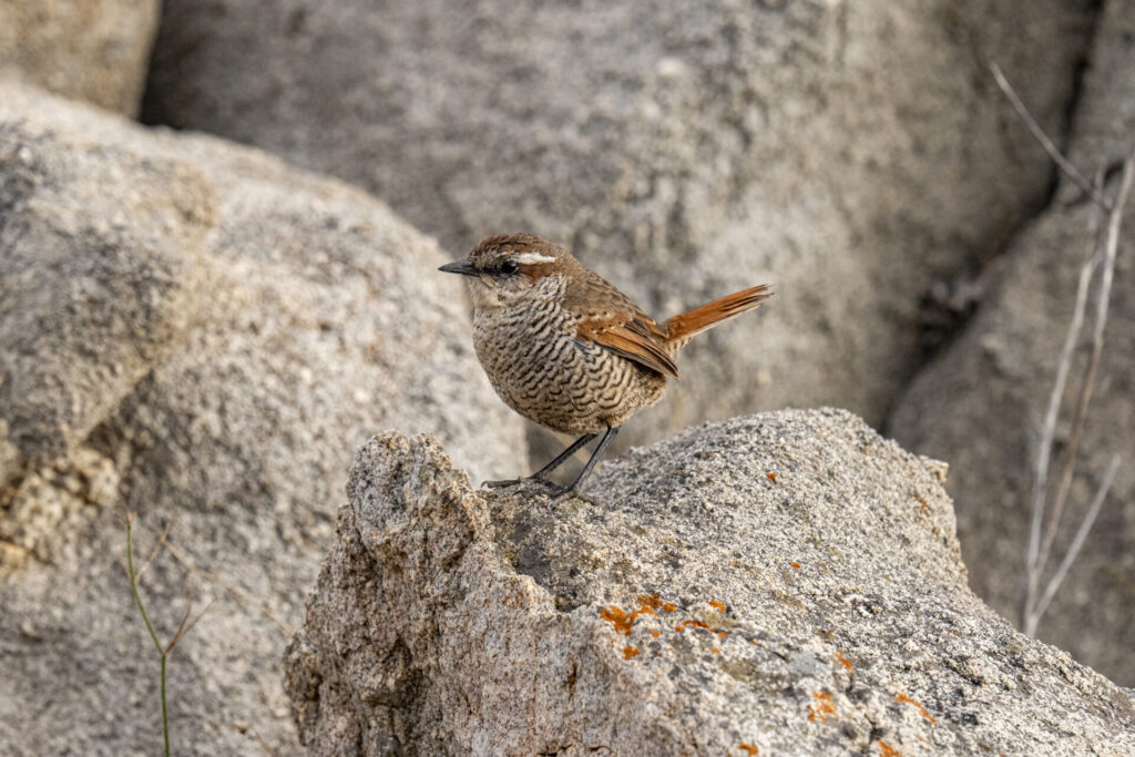 Tapaculo (Scelorchilus albicollis). Desierto Florido 2025 - Parque Nacional Llanos de Challe. Créditos: ©Benjamín Valenzuela