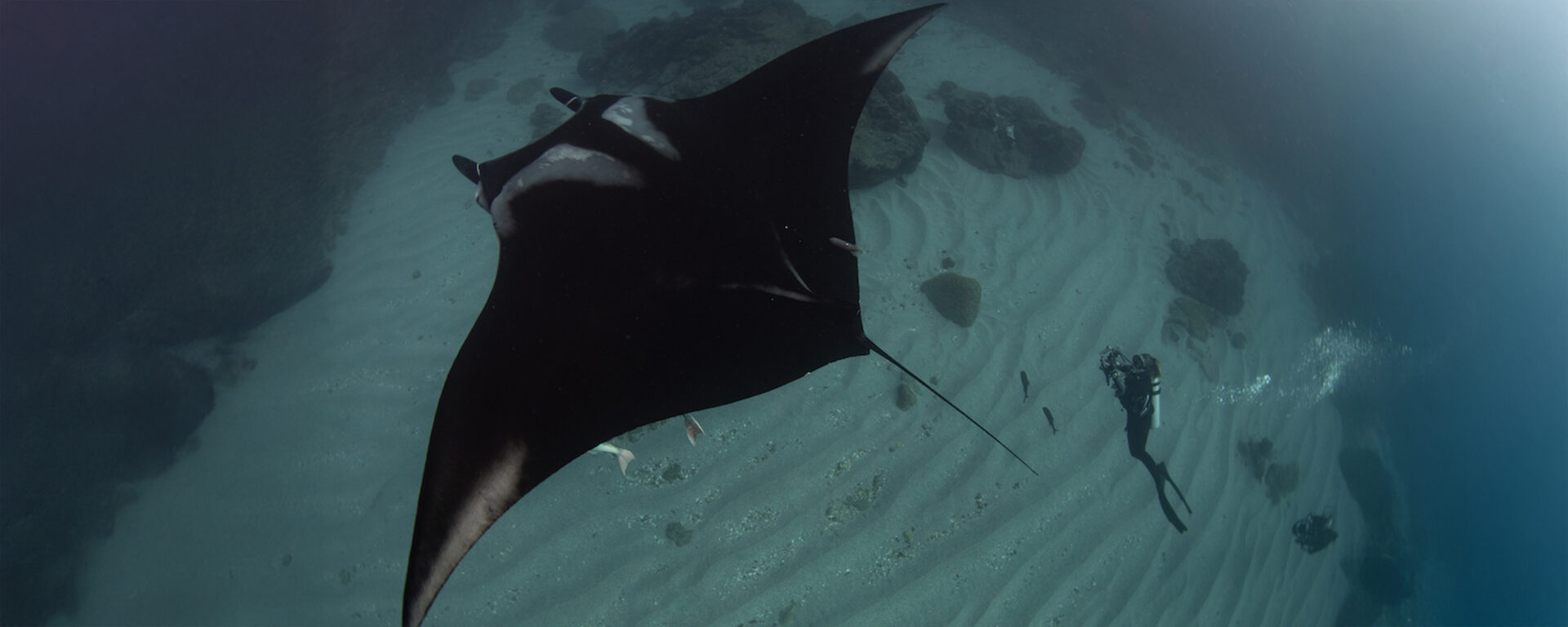 ¿Dónde nacen las mantas oceánicas? La respuesta se busca en el Archipiélago de Revillagigedo, México