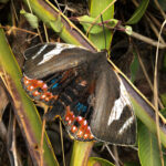 Mariposa del chagual. Créditos: Gabriela Cartes - INaturalist.