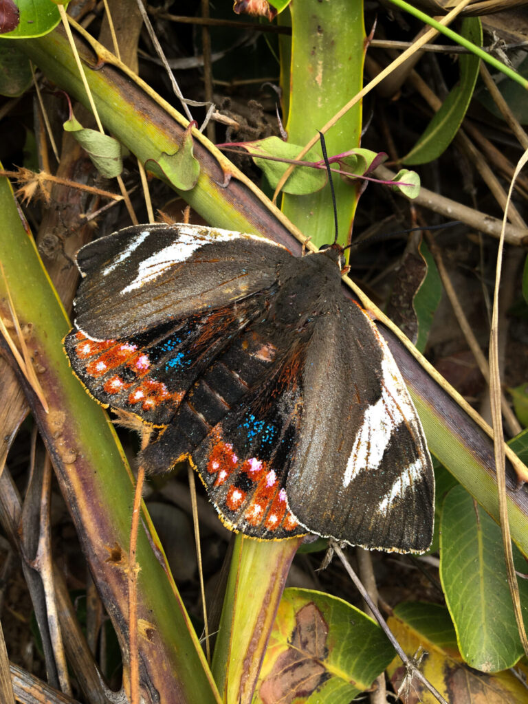 Mariposa del chagual. Créditos: Gabriela Cartes - INaturalist.