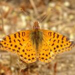 Mariposita Pintada Común (Yramea cytheris) Ernesto Octavio Guzman