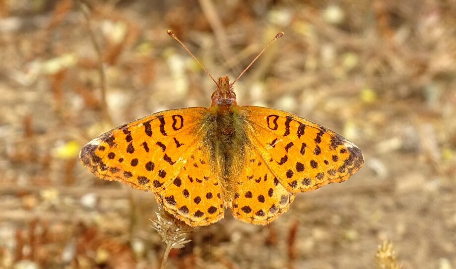 Mariposita Pintada Común (Yramea cytheris) Ernesto Octavio Guzman