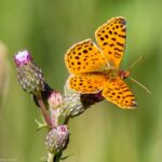 Mariposita Pintada Común (Yramea cytheris) Matías Cortés