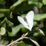 Mathania leucothea Jonathan M INaturalist