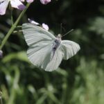 Mathania leucothea nitsuga74 INaturalist