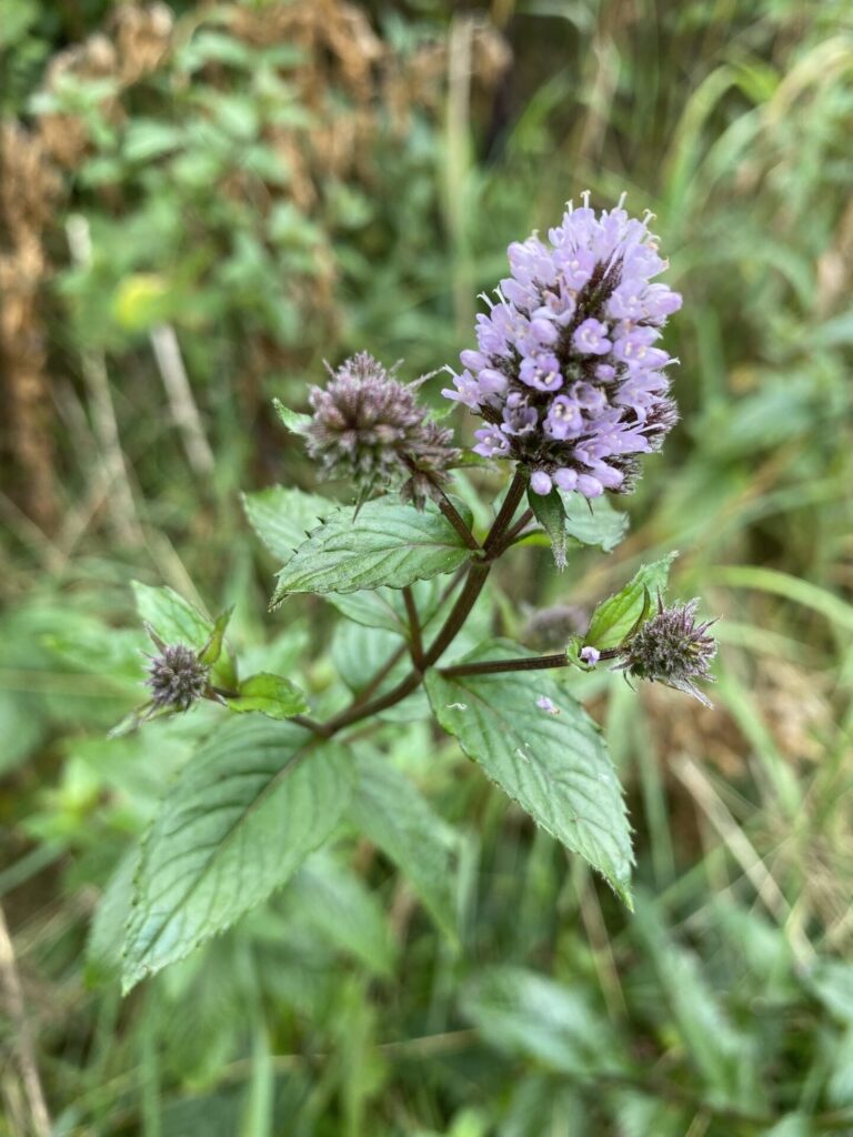 Menta (mentha piperita). Créditos: INaturalist