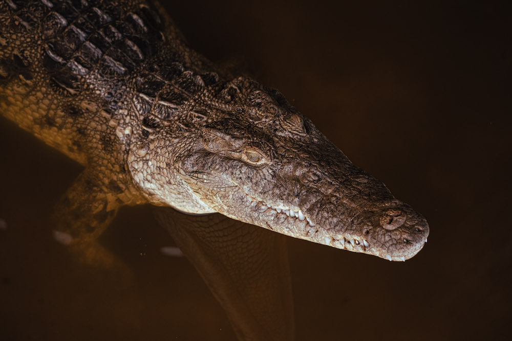 Reconocidos por su importancia ecológica, los cocodrilos actúan como “ingenieros” del manglar, pues, al transitar por el mismo, crean caminos que aportan a la conectividad hídrica de los ecosistemas. Foto: Miguel Ángel Guillermo Amador