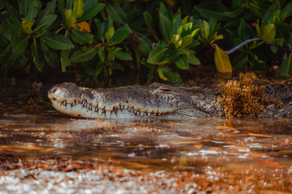 Descubrimiento en el Caribe mexicano: los cocodrilos se adaptaron a las islas y se transformaron en nuevas especies