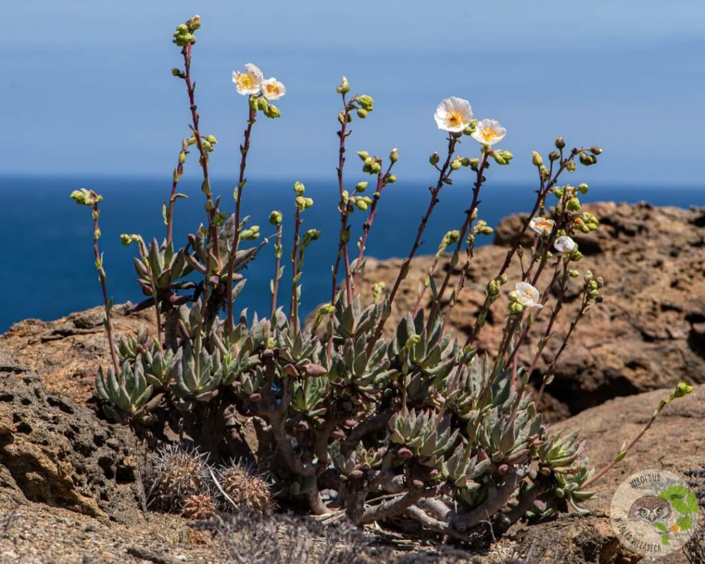 Pata de guanaco (Cistanthe spp.). Créditos: ©Nicolás Villaseca Merino @niboldus