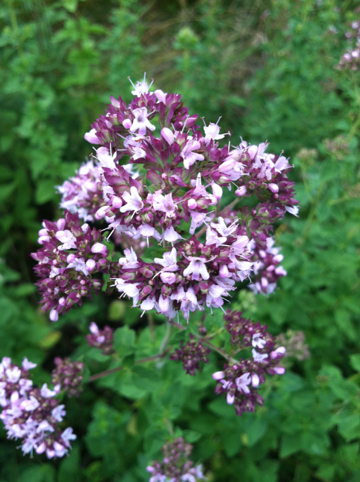 Orégano (Origanum vulgare). Créditos: Jason Whittle