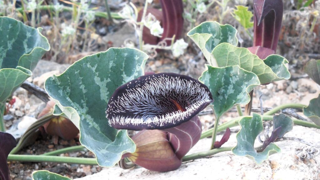 Oreja de zorro (Aristolochia chilensis). Fotografía: Daniela Carreño