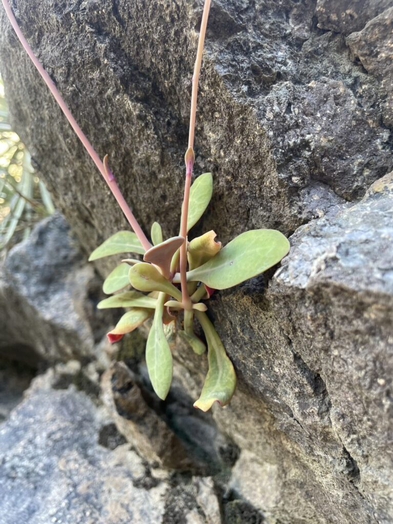 Pata de guanaco (Cistanthe longiscapa). Créditos: ©Otra constanza - INaturalist