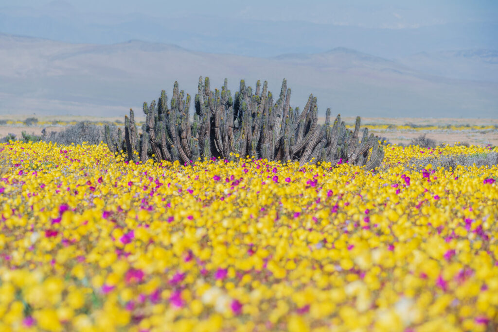 Pata de guanaco (Cistanthe longiscapa). Créditos: ©Oven Pérez-Nates