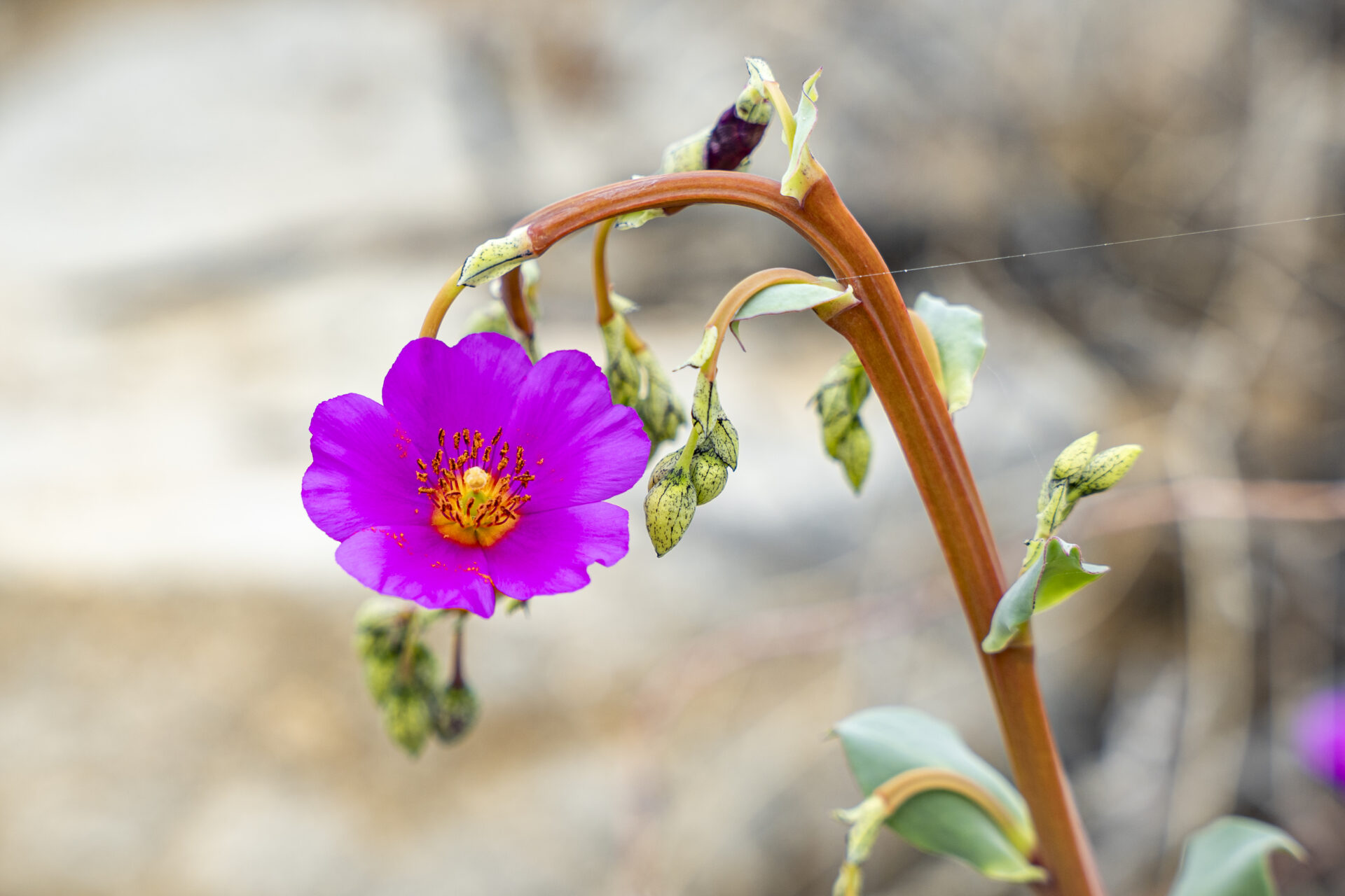 Pata de guanaco, la flor que domina el Desierto Florido por su increíble capacidad de adaptación