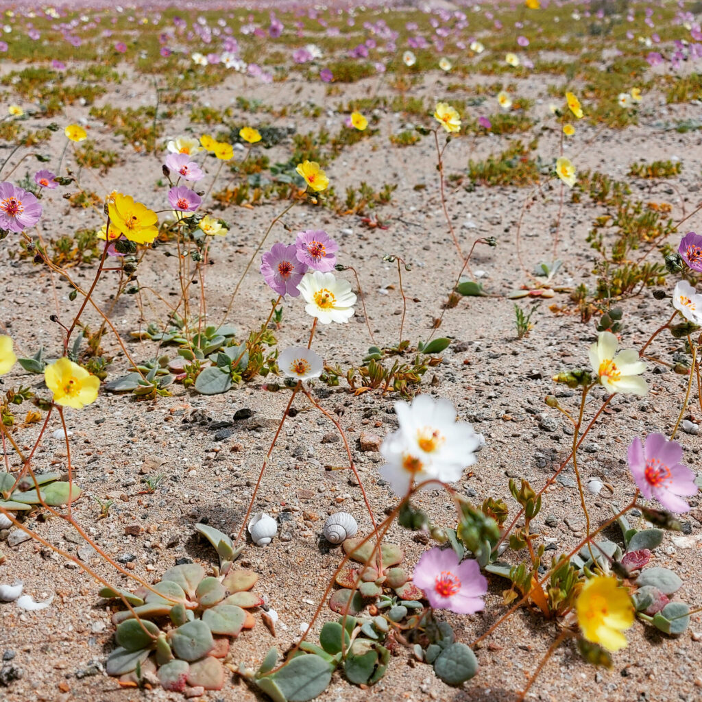Patas de guanaco (Cistanthe longiscapa) en Pampa Caracoles, Caldera. Créditos: ©César Pizarro